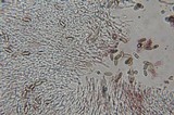 Gloeoporus dichrous image