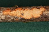 Phanerochaete sanguinea image