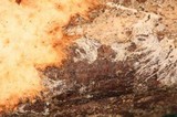 Phanerochaete sanguinea image