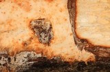Phanerochaete sanguinea image