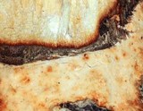 Phanerochaete sanguinea image
