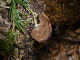 Discina ancilis image