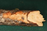 Phanerochaete sanguinea image