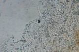Phanerochaete sanguinea image