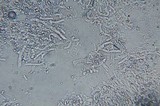 Phanerochaete sanguinea image