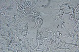 Phanerochaete sanguinea image