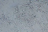 Phanerochaete sanguinea image