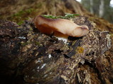 Discina ancilis image