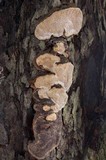 Phellinus conchatus image