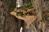 Phellinus conchatus image