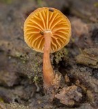 Mycena corticola image