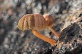 Mycena corticola image