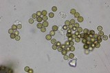 Lycoperdon umbrinum image