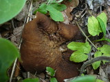 Disciotis venosa image