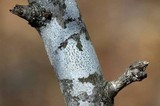 Arthonia punctiformis image