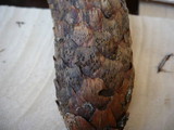 Discosia strobilina image
