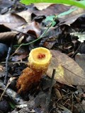 Calostoma lutescens image