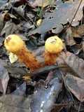 Calostoma lutescens image