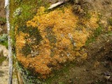Caloplaca crenulatella image