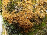 Caloplaca crenulatella image
