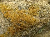 Caloplaca crenulatella image