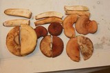 Lactarius volemus image