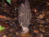 Morchella importuna image