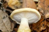Hygrophorus glutinosus image