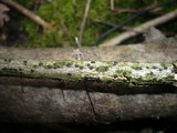 Dothidea sambuci image