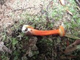 Hygrocybe miniata image