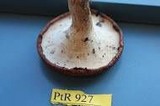 Polyporus tuberaster image