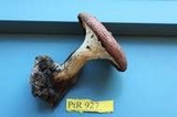 Polyporus tuberaster image