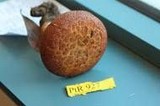 Polyporus tuberaster image