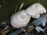 Pluteus petasatus image