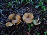 Clitocybe flaccida image