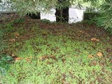 Clitocybe flaccida image