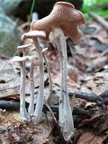 Gymnopus confluens image