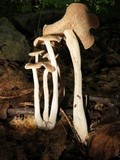 Gymnopus confluens image