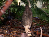 Morchella importuna image