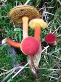 Boletus campestris image