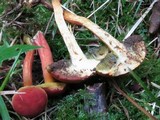 Boletus campestris image