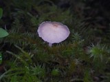 Galerina dimorphocystis image