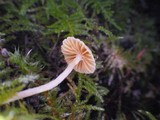 Galerina dimorphocystis image