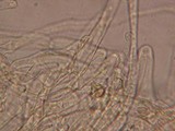Galerina dimorphocystis image