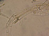 Galerina dimorphocystis image