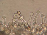 Galerina dimorphocystis image