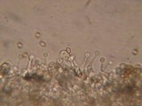 Galerina dimorphocystis image