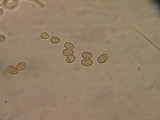 Galerina dimorphocystis image