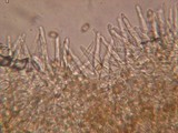 Galerina vittiformis image