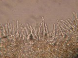 Galerina vittiformis f. vittiformis image